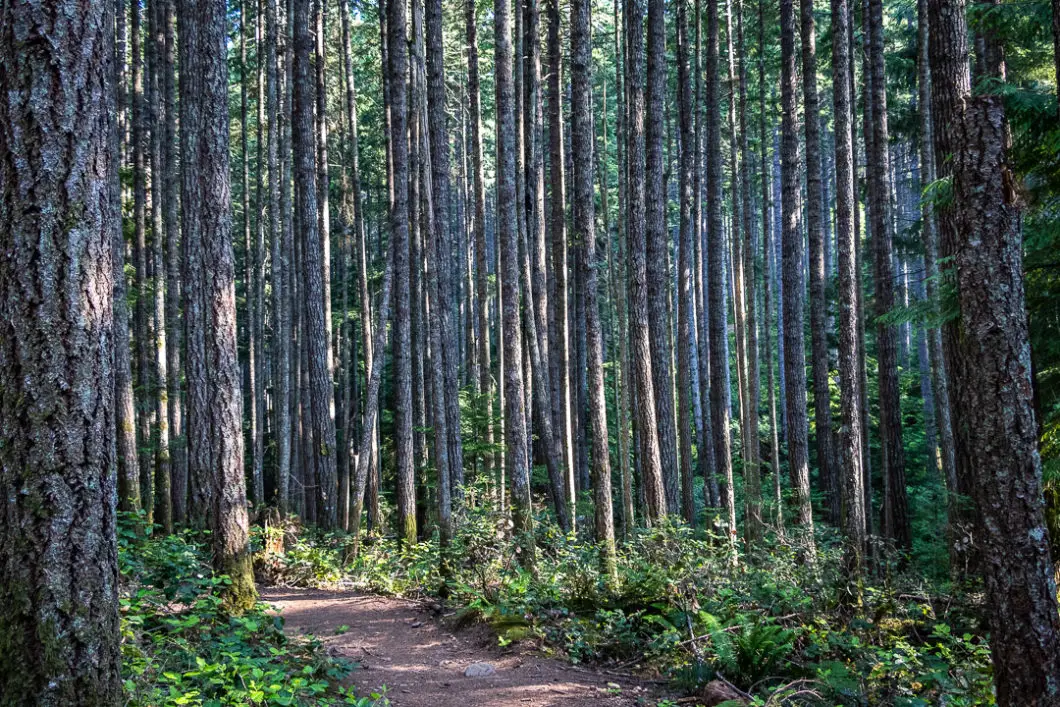 ammonite falls 24 | Ammonite Falls Hike near Nanaimo