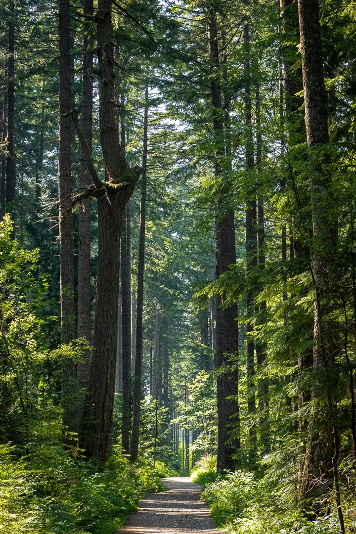 nanaimo fir trees