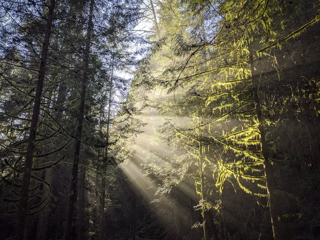 capilano park 3 | Capilano River Regional Park Hike | Capilano Canyon Loop