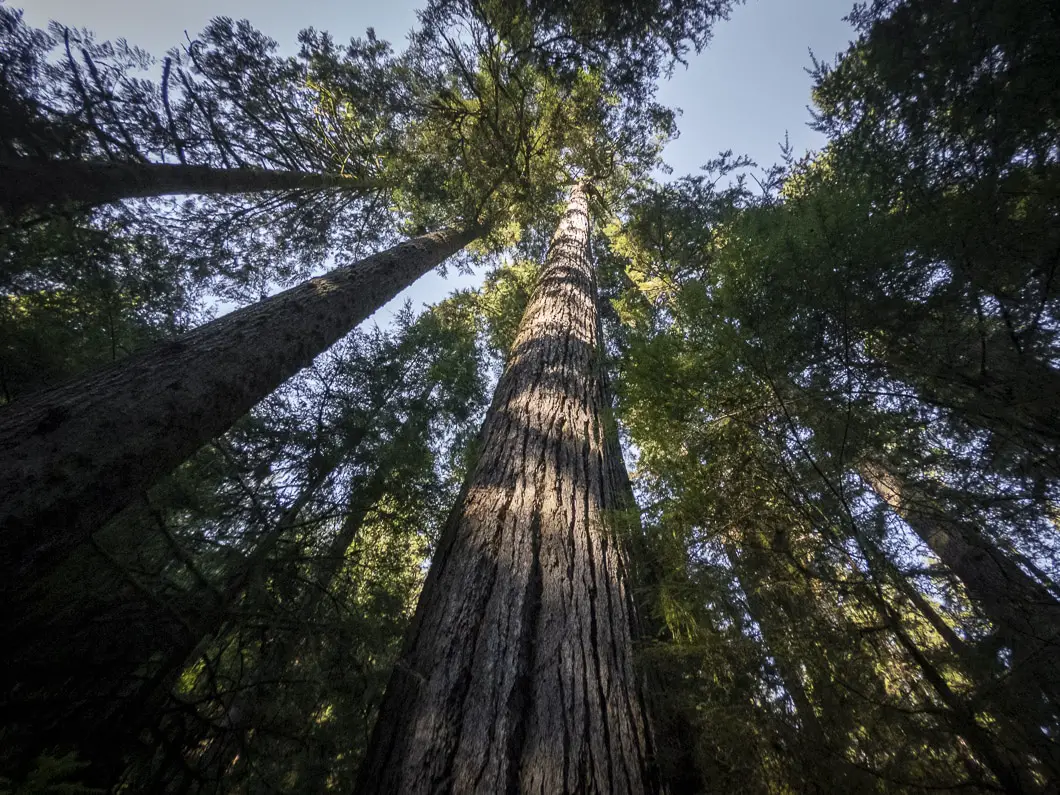 capilano river park 10 | Capilano River Regional Park Hike | Capilano Canyon Loop