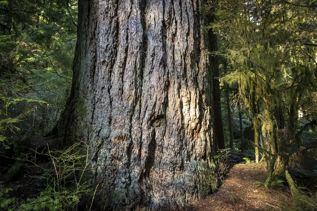 capilano river park 17 | Capilano River Regional Park Hike | Capilano Canyon Loop