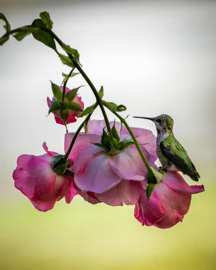 hummingbird | Anna's Hummingbird