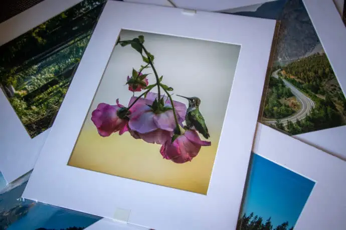 hummingbird print | Anna's Hummingbird