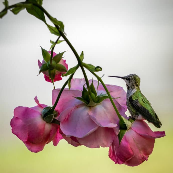 hummingbird sq | Anna's Hummingbird