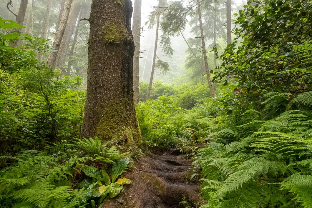 Hiking the Juan de Fuca Marine Trail 17 juan de fuca trail 58 | Hiking the Juan de Fuca Marine Trail