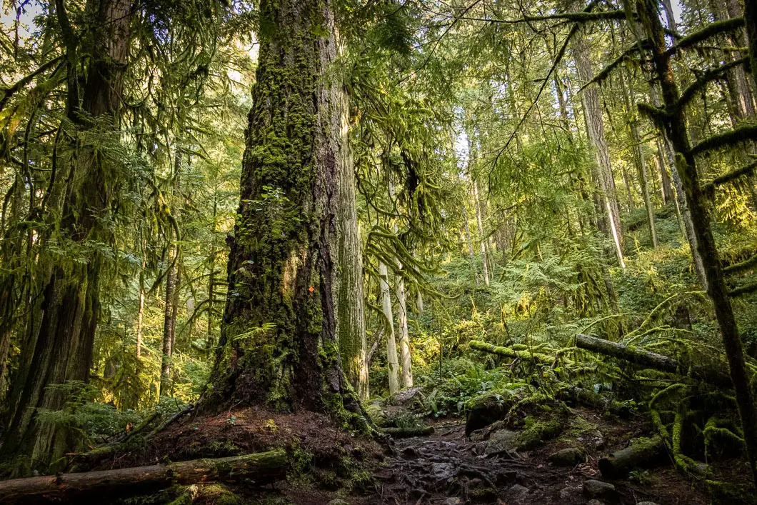 Cypress Falls Hike In West Vancouver | Outdoor Vancouver