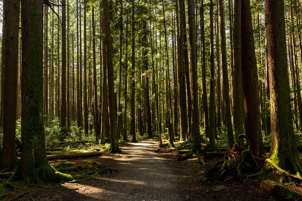 pacific spirit 3 | 14 Enjoyable Easy Hikes and Walks around Vancouver